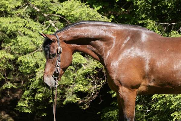 performance-friesian-horse