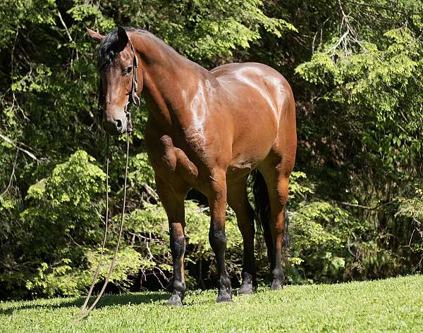 ridden-english-friesian-horse