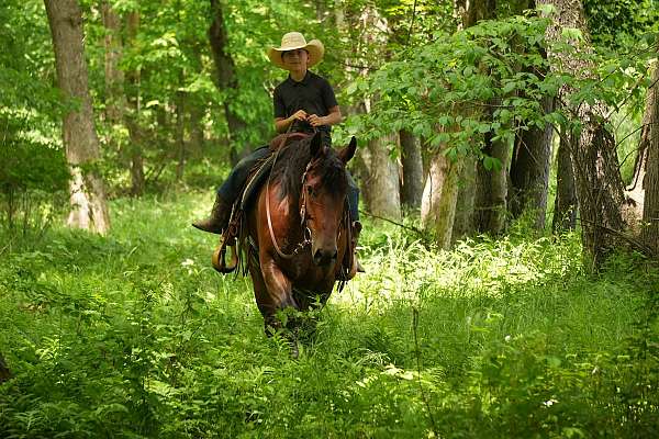 ranch-friesian-horse