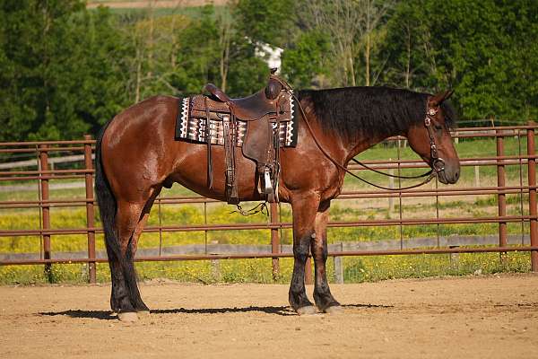 ridden-western-friesian-horse