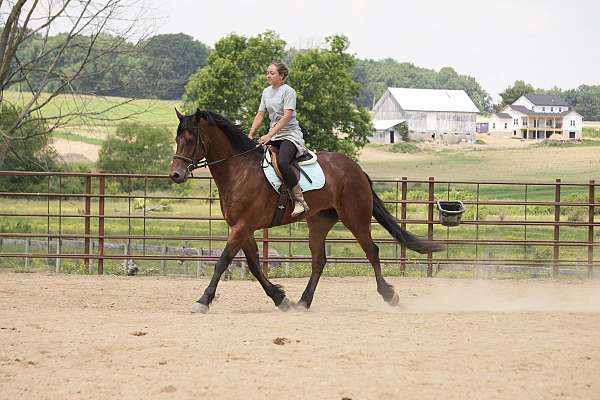 show-friesian-horse