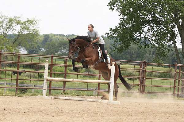 show-hack-friesian-horse