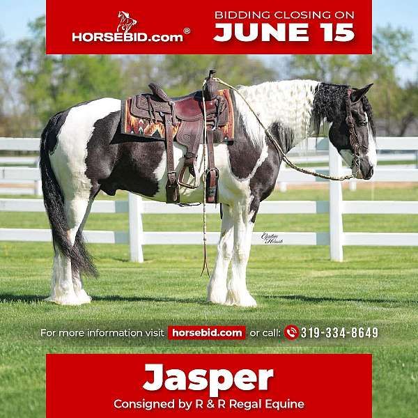 all-around-gypsy-vanner-horse