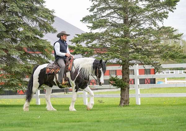 athletic-gypsy-vanner-horse