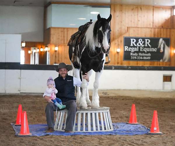 beginner-gypsy-vanner-horse
