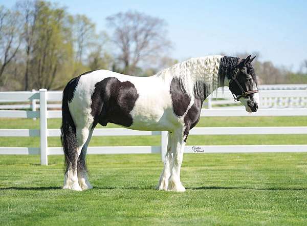 cross-gypsy-vanner-horse