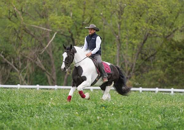flashy-gypsy-vanner-horse