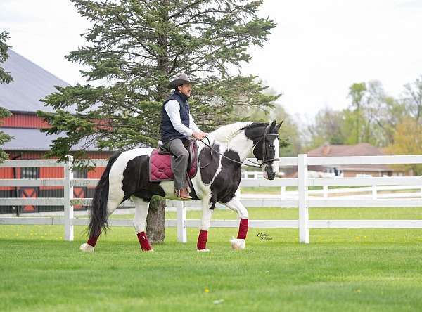 kid-safe-gypsy-vanner-horse