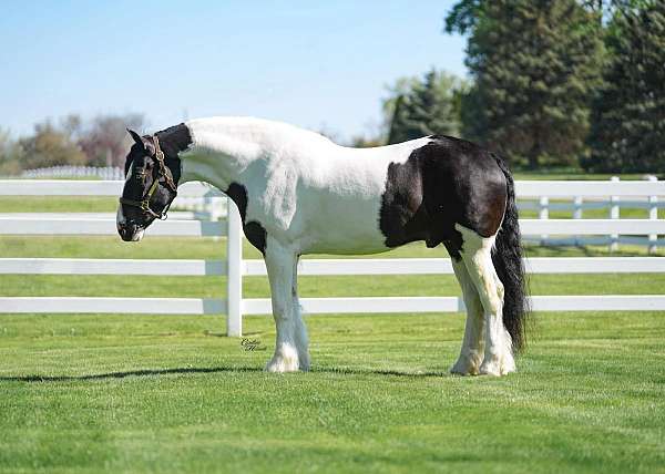 parade-gypsy-vanner-horse