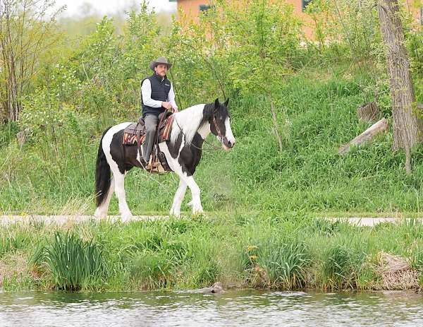 performance-gypsy-vanner-horse