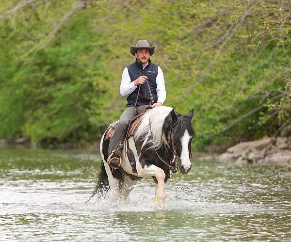 ridden-english-gypsy-vanner-horse