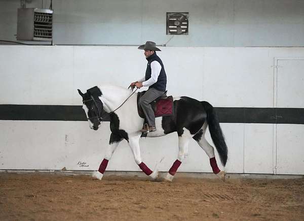 ridden-western-gypsy-vanner-horse