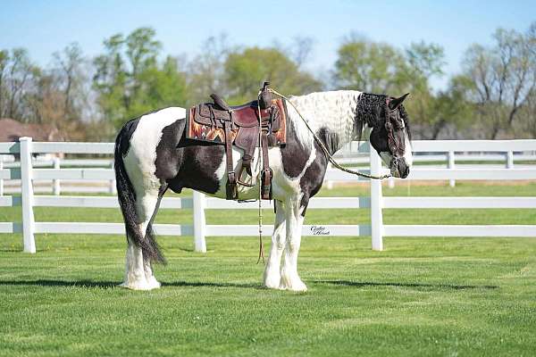 show-gypsy-vanner-horse