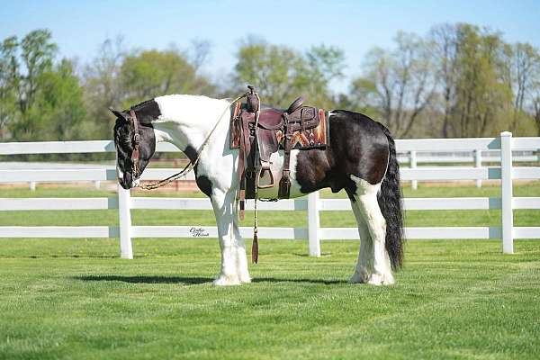 trail-riding-gypsy-vanner-horse