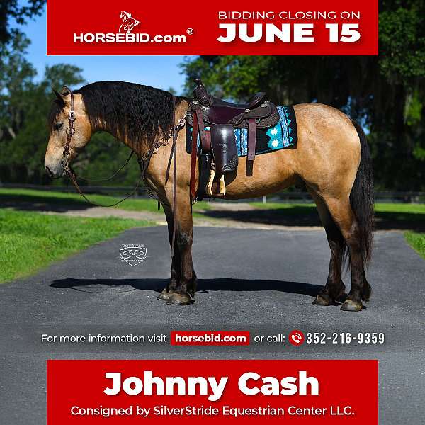 show-hack-friesian-pony