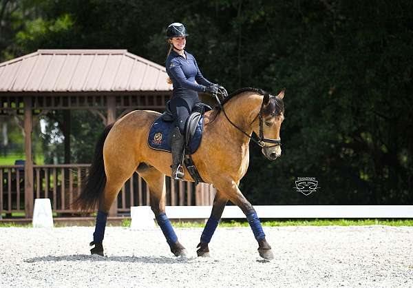 buckskin-show-hack-pony