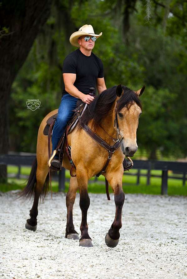 buckskin-friesian-pony