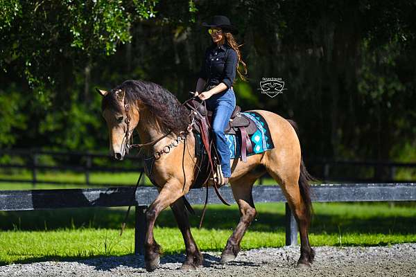 all-around-friesian-pony