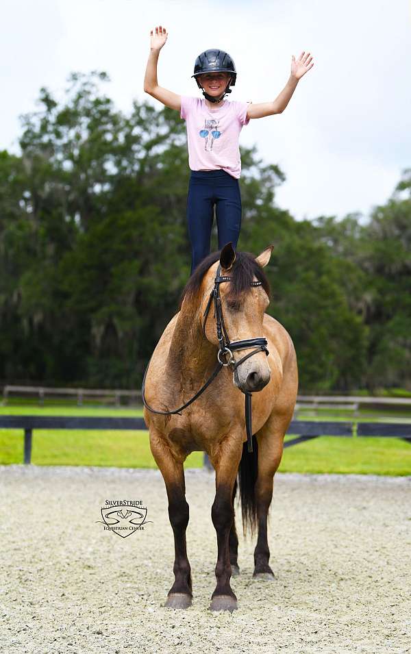 athletic-friesian-pony
