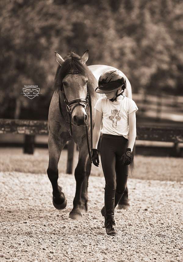 cross-friesian-pony