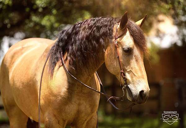 dressage-friesian-pony