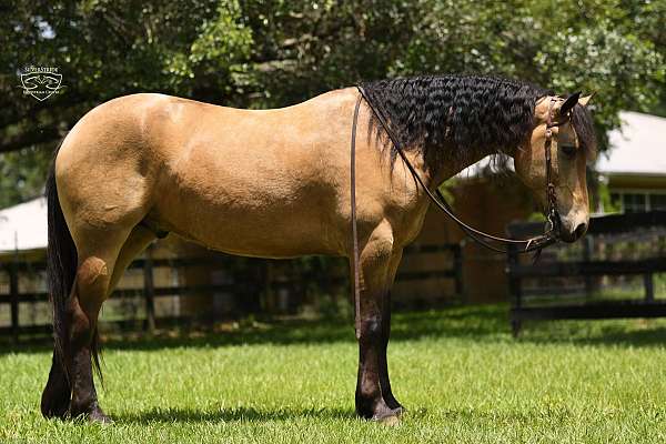 flashy-friesian-pony