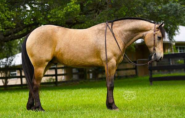 jumping-friesian-pony