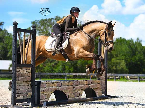 performance-friesian-pony