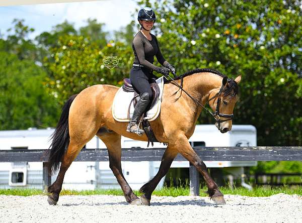 show-friesian-pony