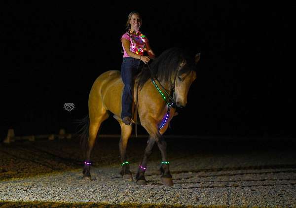 trail-friesian-pony