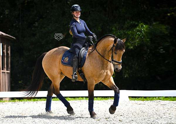 youth-friesian-pony