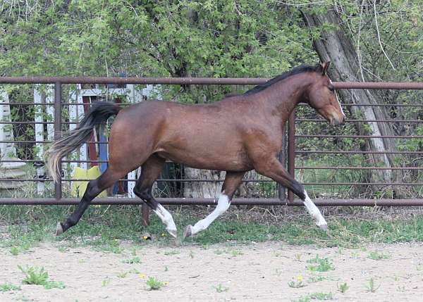 ladykiller-warmblood-horse