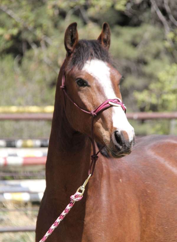 lunging-warmblood-horse