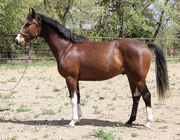 pleasing-warmblood-horse