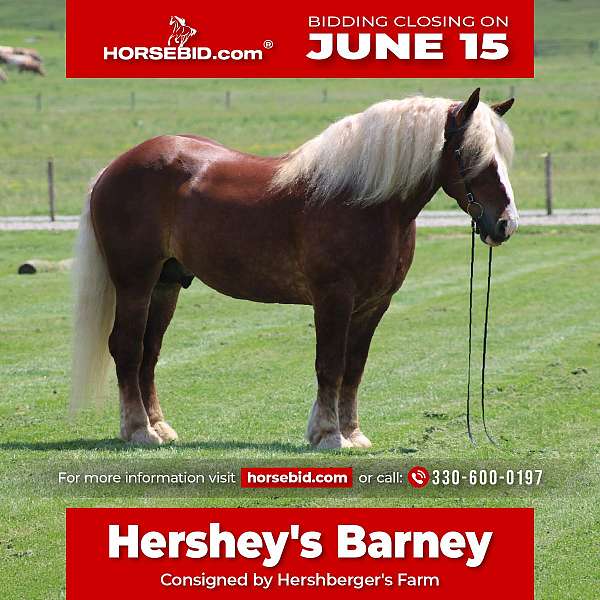 all-around-belgian-horse