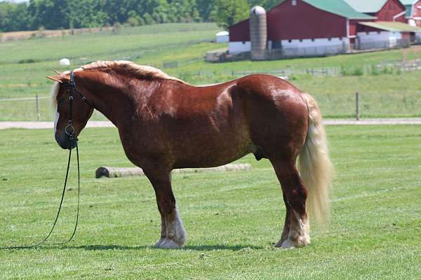 beginner-belgian-horse