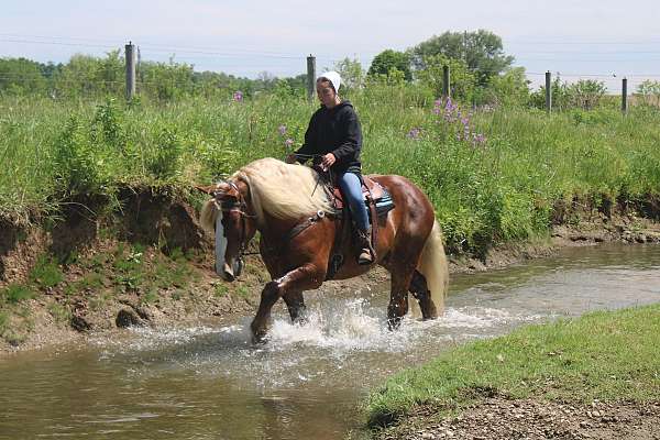 athletic-belgian-horse