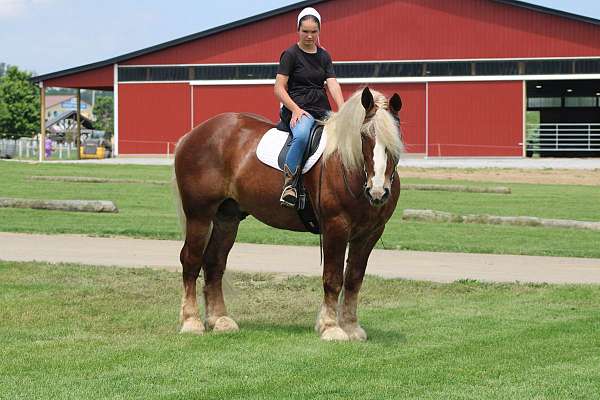 driving-belgian-horse