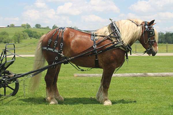 flashy-belgian-horse