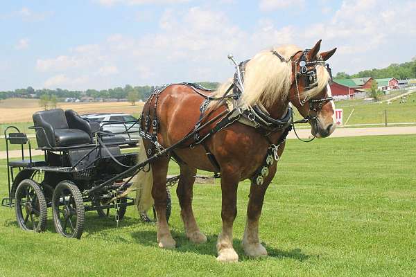 kid-safe-belgian-horse