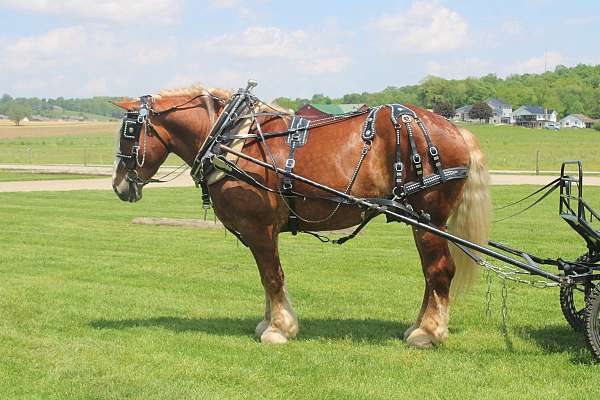performance-belgian-horse