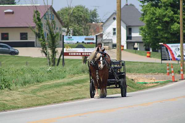 ridden-english-belgian-horse