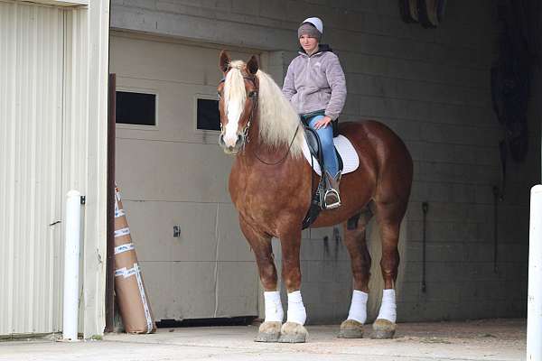 ridden-western-belgian-horse