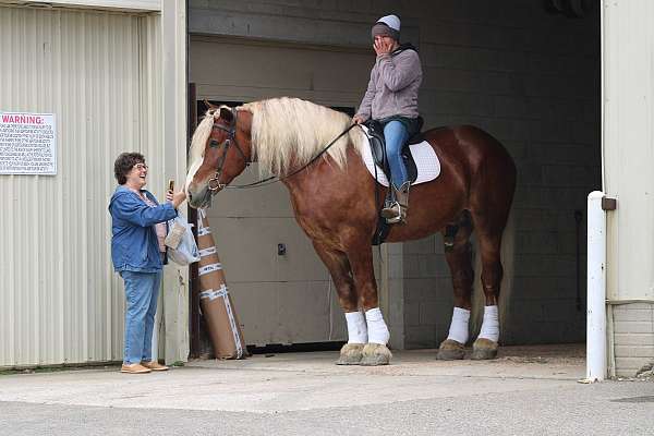 show-belgian-horse
