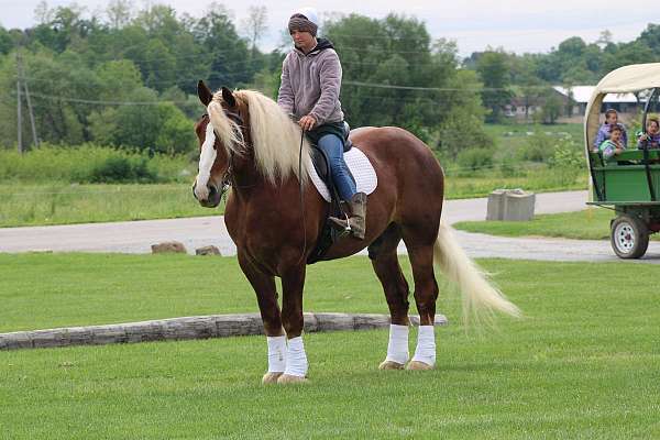 trail-belgian-horse