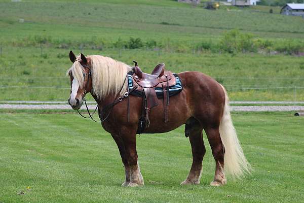 chestnut-belgian-gelding