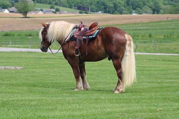chestnut-all-around-horse