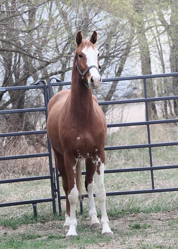 balou-du-rouet-warmblood-horse