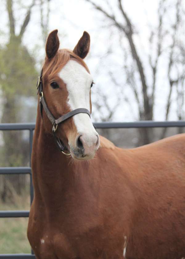 beau-warmblood-horse