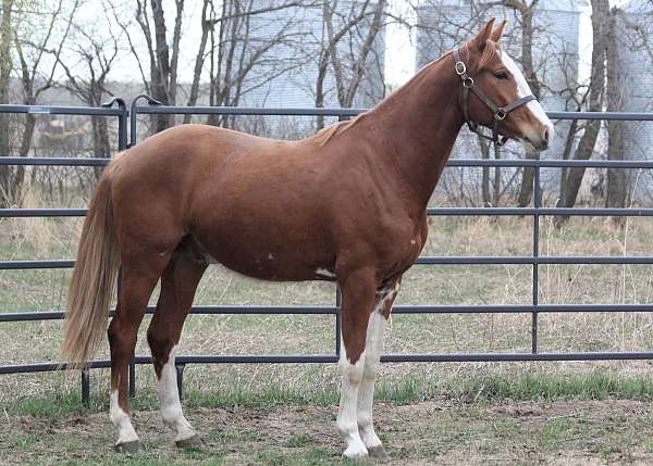 beaubalou-warmblood-horse